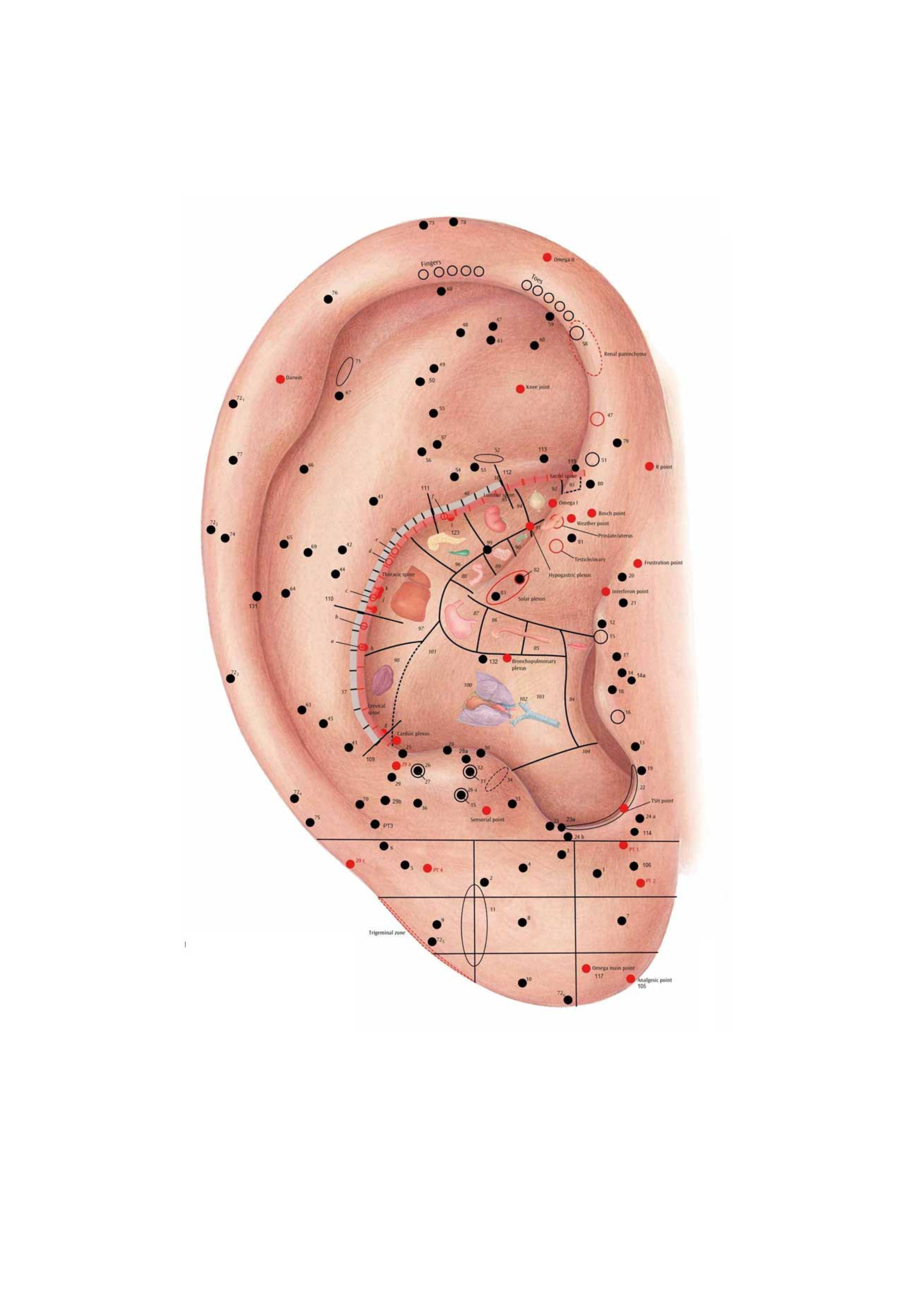 Oorreflexologie