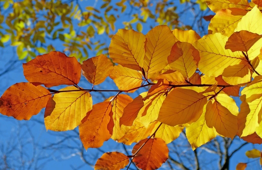 De Herfst: Het Seizoen van Vertragen, Ruimte Maken en Loslaten